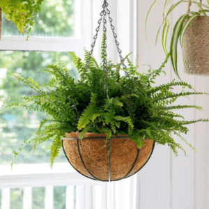 Logifirst Hanging Coir Basket Planter with Chain - Classic Wire Frame & Coco Liner